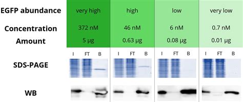 Tips And Tricks For Immunoprecipitation Of Low Abundant Proteins