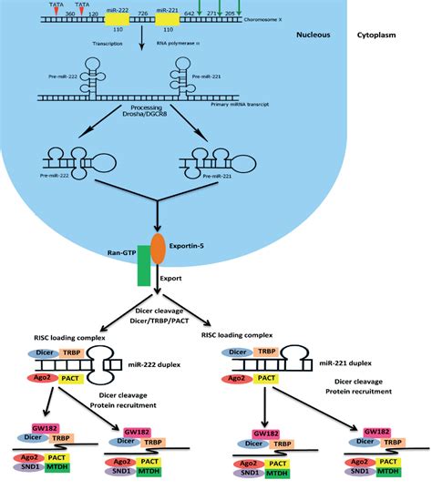 Figure 1 From MicroRNA 221 Biogenesis Function And Signatures In