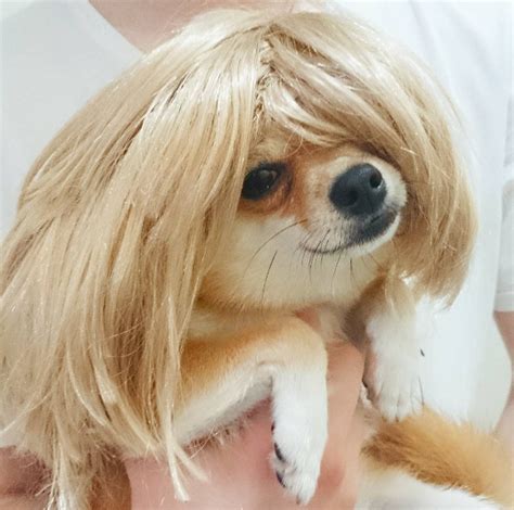 Funny Pictures Of Dogs With Wigs - Eperka