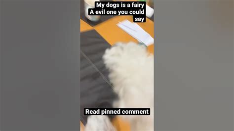 My Dogs A Fairy You Could Say Look At Pinned Comment Cutepuppy Dogdog