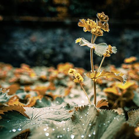 Yellow Flower With Water Droplets HD Phone Wallpaper Peakpx