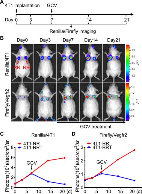 Dual Bioluminescence Imaging Of Tumor Progression And Angiogenesis