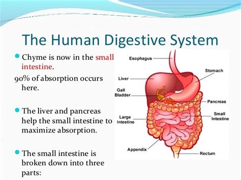 The Digestive System Ppt