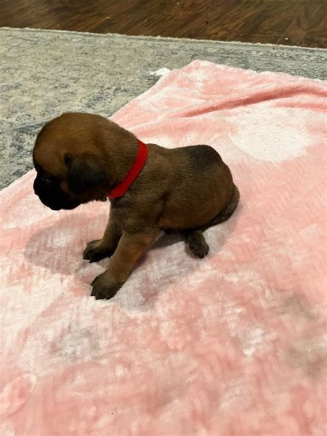 Red1 Mastiff Puppies For Sale Two Ponds Kennel