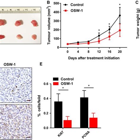 Osw Suppresses Tumor Growth In Vivo A Removing Subcutaneous Tumors