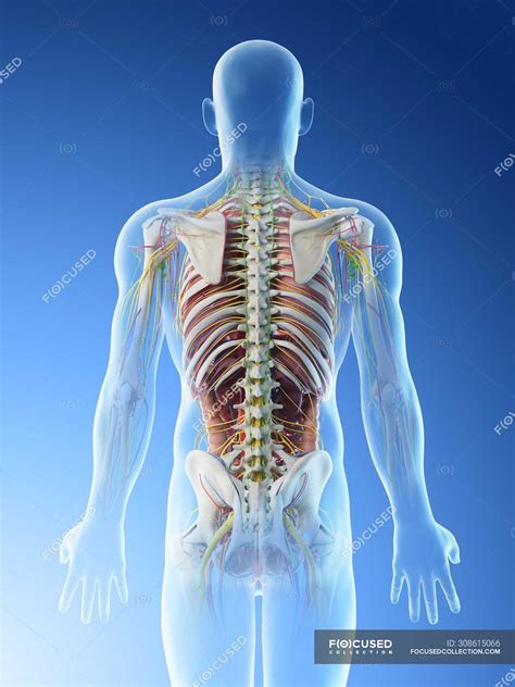 Male Back Anatomy And Skeletal System Computer Illustration Science