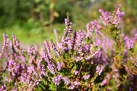 Royalty Free Scottish Heather Pictures Images And Stock Photos Istock