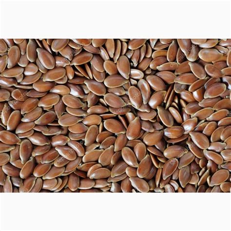 Продам лен масличный — Agro-Kazakhstan