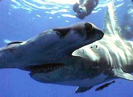 fenomena: Hammerhead Shark