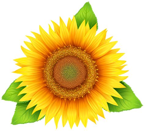 Sunflower Png Vector