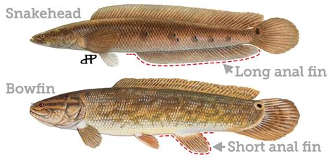 Fish Rules Bowfin In Fl State Waters