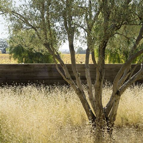 Blonde Ambition Blue Grama Grass Bouteloua Gracilis High Country Gardens