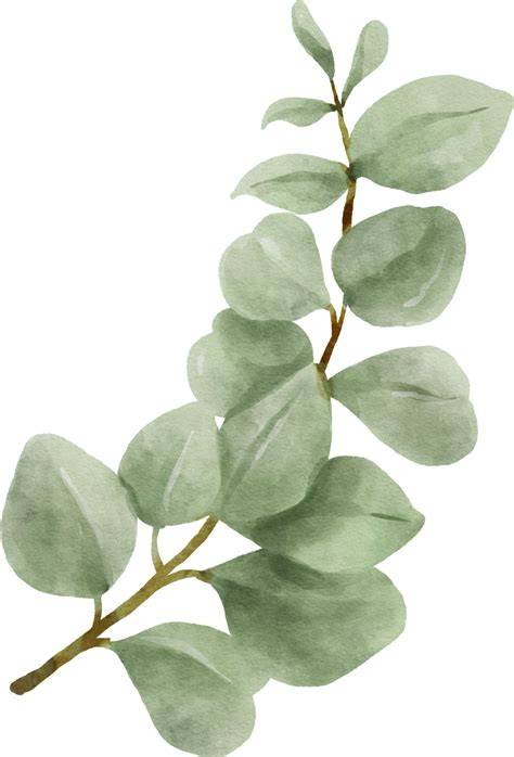 Aquarell Eukalyptus Png Vektoren Clipart Und Psd Zum Kostenlosen Porn