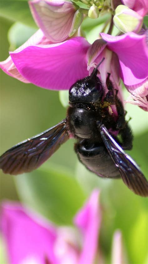 Todo Lo Que Debes Saber Sobre La Abeja Carpintera Caracter Sticas