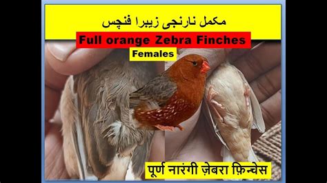 Full Orange Zebra Finch Female Types Finches Wild Life Birds