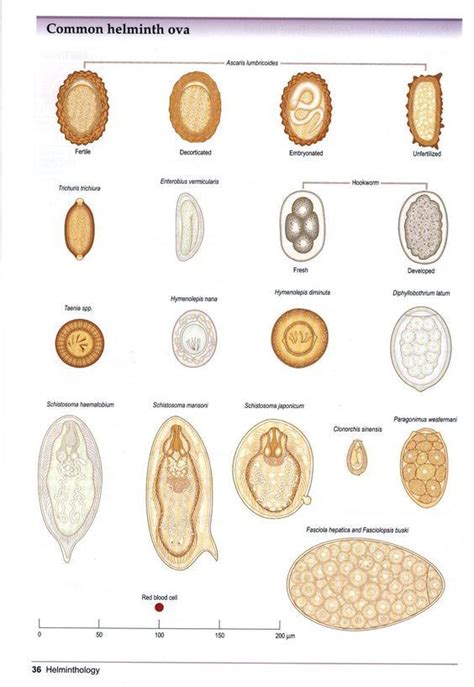 Ascaris Lumbricoides Trichuris Trichiura Enterobius Vermicularis Vet