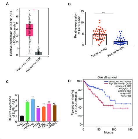 Elfn1−as1 Is Upregulated In Crc Tissue Samples And Cells And Associated