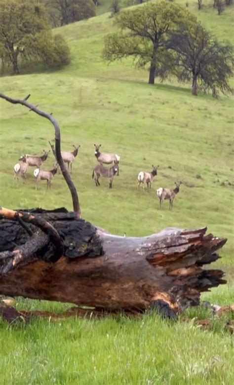 Donkey “Adopted” By Herd Of Elk Believed To Be Beloved Pet Lost Five ...