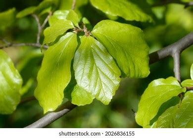 203 Persian ironwood Images, Stock Photos & Vectors | Shutterstock