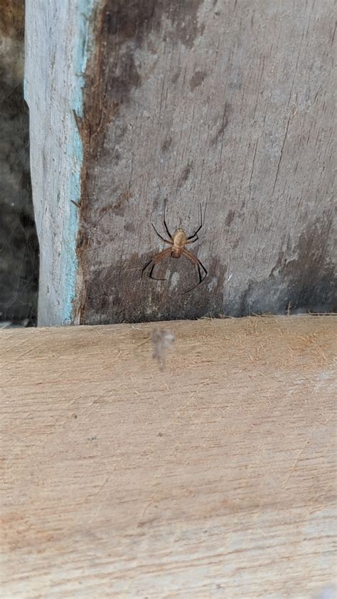 African Hermit Spider From Vista Dourada Cariacica ES 29149 009