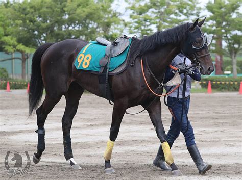 シラユリ Pog競走馬詳細 馬トクpog Umatoku 馬トク