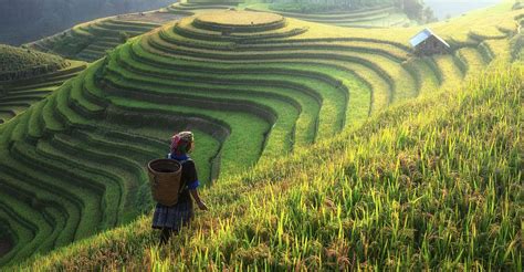 Le Riz Une Plante Fascinante Dossier