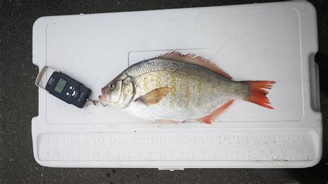 Personal Best Redtail Surf Perch 2022 257lbs 15 Inches How To