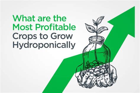 What are the 9 Most Profitable Crops to Grow Hydroponically in 2022 ...