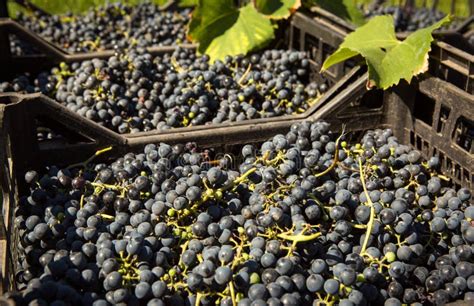 Vendemmia Le Uve Da Vino Sono Raccolte in Scatole L autunno è Il