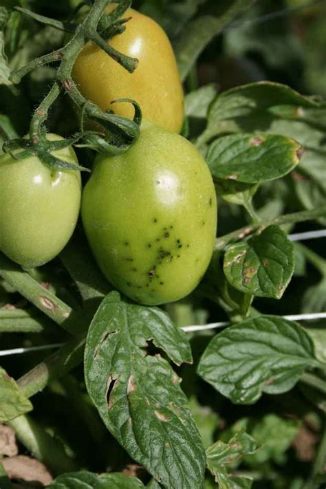 How To Fix Black Spots On Tomatoes Home Garden Vegetables