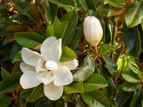 Pink Magnolia Tree Varieties