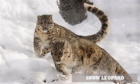 Snow Leopard in Mongolia: Grey Ghost of the Mountain