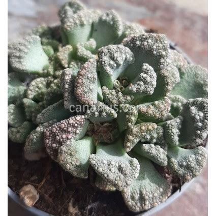 Buy Titanopsis Calcarea Us With Canarius