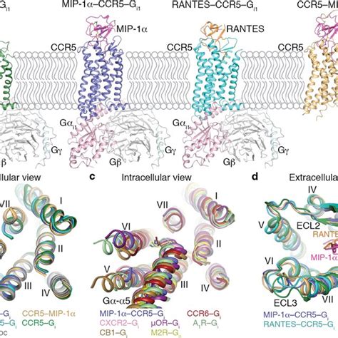 Overall Chemokine Binding Mode In Ccr5 And Receptor Chemokine