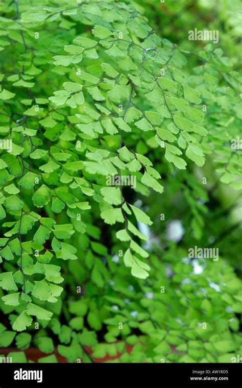 Maidenhair Fern Adiantum Capillus Veneris Stock Photo Alamy