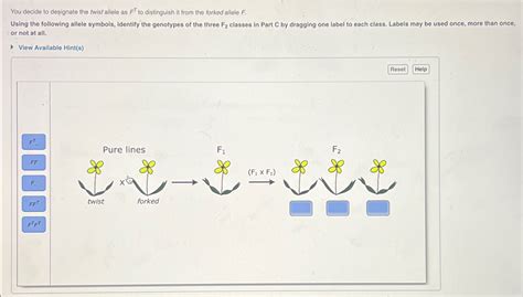 Solved You Decide To Designate The Twist Allele As Ft To Chegg