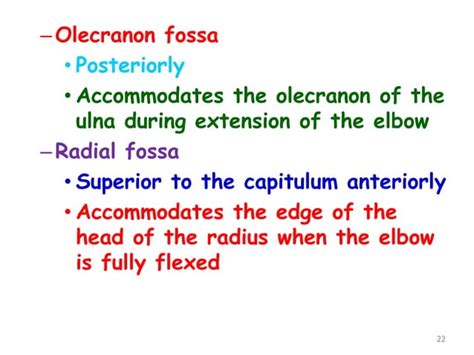 Upper limb .ppt