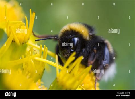 White Tailed Bumble Bee Hi Res Stock Photography And Images Alamy