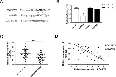 Ccat1 Directly Targeted Mir 33a And Acted As An Mir 33a Sponge A