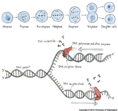 Download Dna Replication Illustration Png Image With No Background