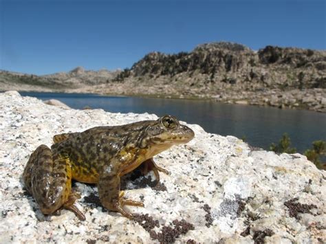 Sierra Nevada Yellow Legged Frog Alchetron The Free Social Encyclopedia