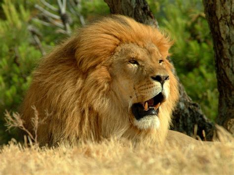 Qq Wallpapers Lion Resting African Park Sigean