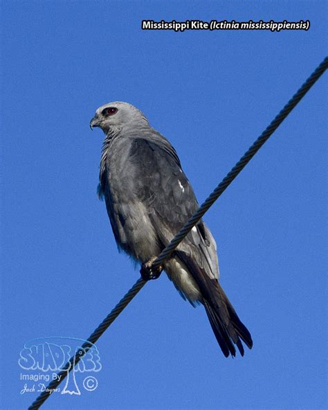 Mississippi Kite | shadeTreeImaging