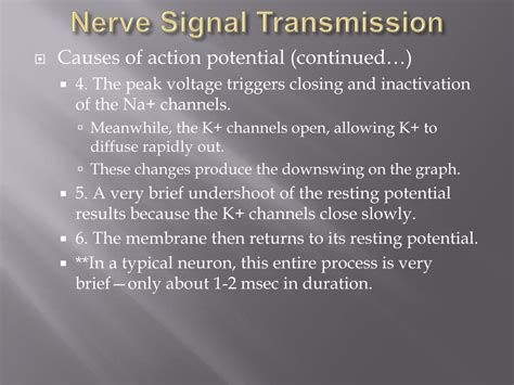 Ppt Nerves Hormones And Homeostasis Powerpoint Presentation Free Download Id 1411371