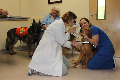 Uf Small Animal Hospital To Offer Free Eye And Heart Screening Exams To