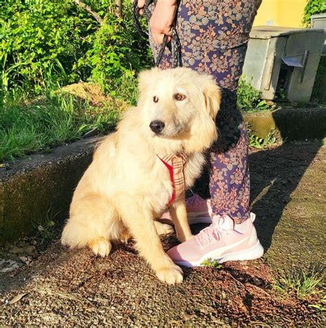 Golden Retriever Mini Mix H Ndin Mon Kg Ausreise Nach Adoption