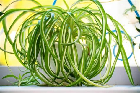 11 Amazing Spider Plant Benefits Petal Republic