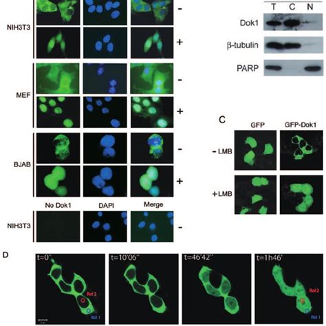 Lmb Sequesters Dok1 In The Nucleus A Subcellular Localization Of