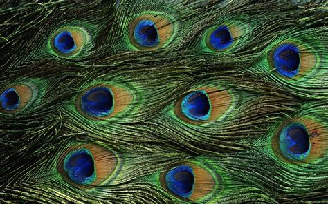 Wallpapers Of Peacock Feathers HD 2015 - Wallpaper Cave