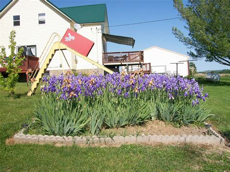 This Is My Iris Bed Plants Iris Bed